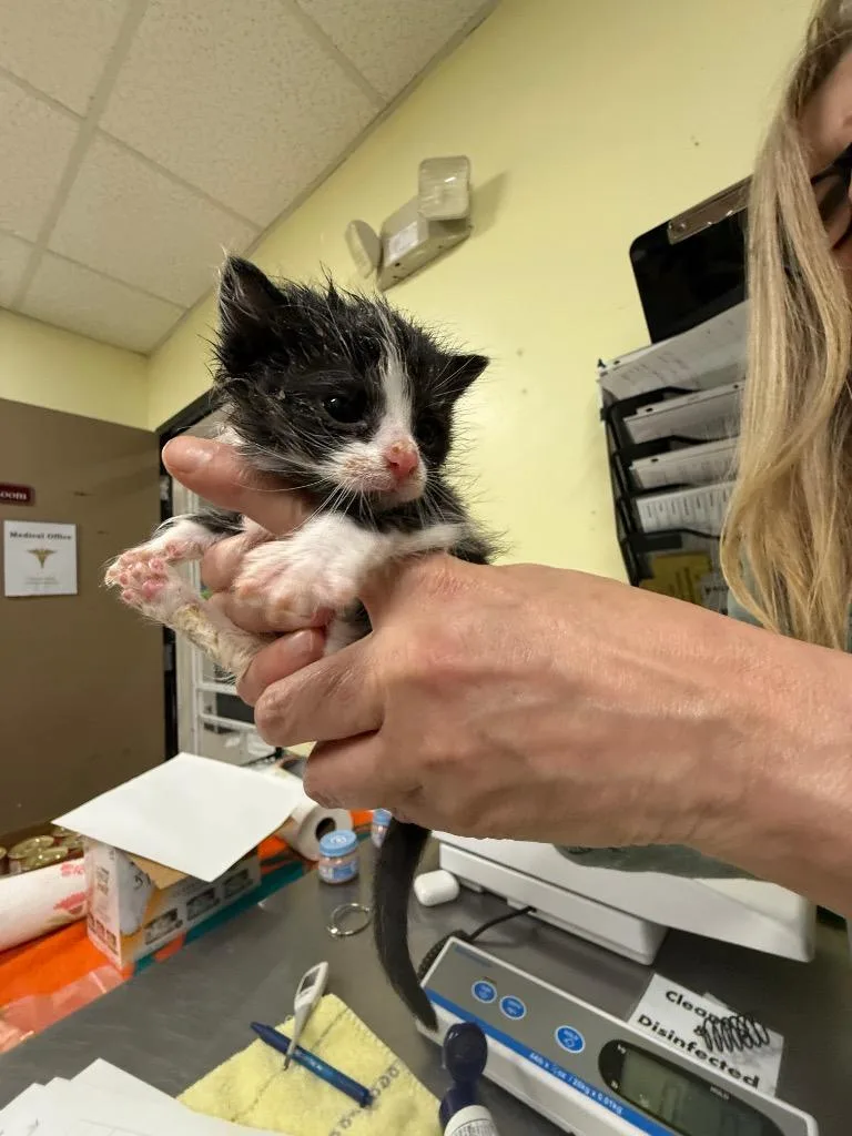A baby small-sized male Domestic Short Hair cat named Halen for adoption in Meriden, CT
