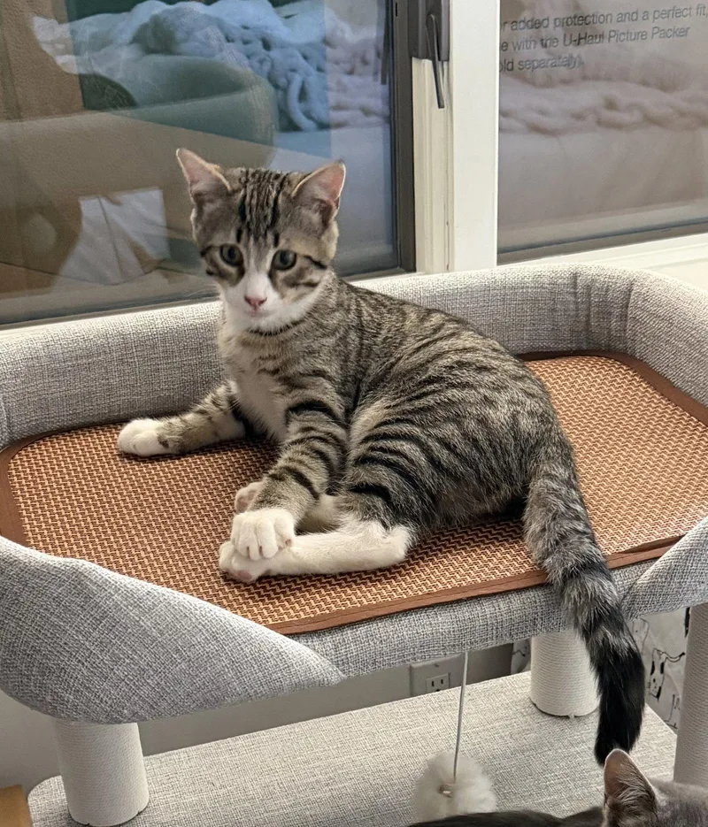 A baby medium-sized male Domestic Short Hair cat named Hurricane for adoption in Lancaster, PA