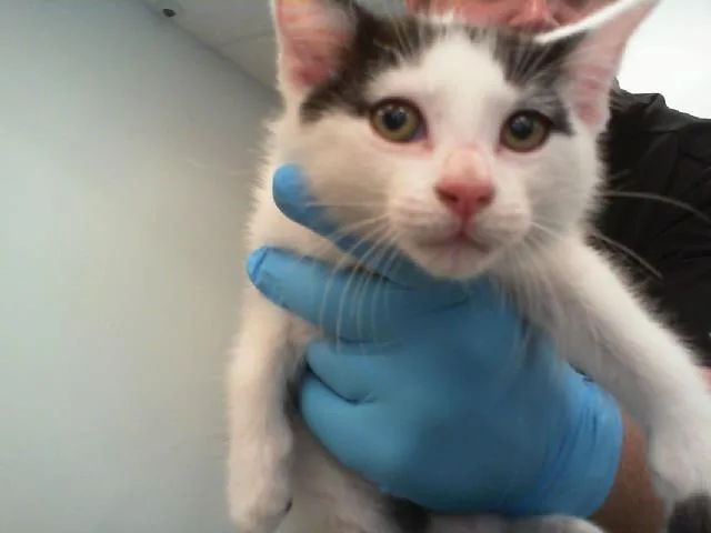 A baby small-sized male Domestic Short Hair cat named Oreo for adoption in Charlotte, NC