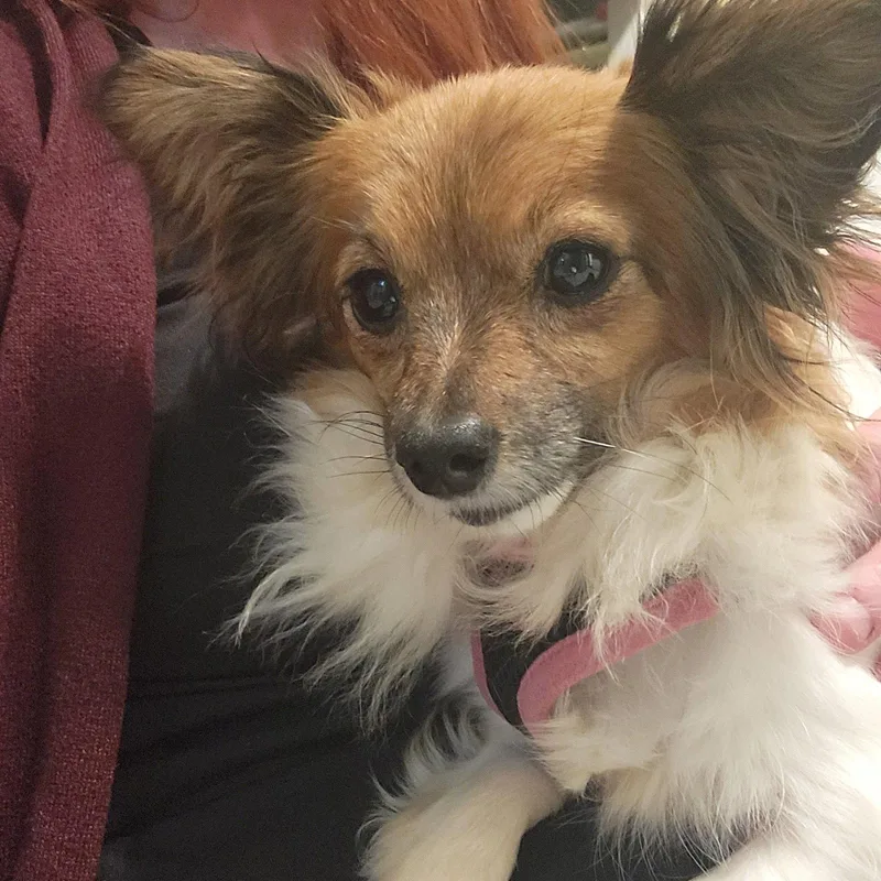 An adult small-sized female Chihuahua dog named Tina for adoption in Topeka, KS