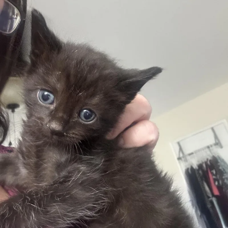 A baby small-sized male Black Domestic Short Hair cat named Fig for adoption in Oceanside, NY