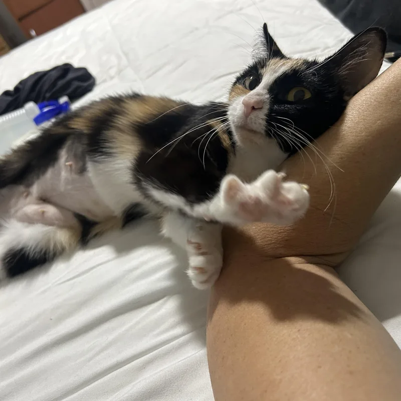A young medium-sized male Calico Domestic Short Hair cat named Daisy and Aster for adoption in Fairfax, VA
