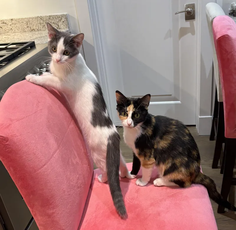 Daisy and Aster thumbnail 4