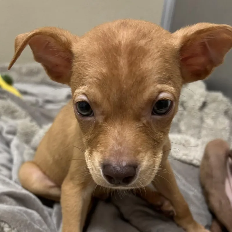 A baby medium-sized male Yellow / Tan / Blond / Fawn Pit Bull Terrier dog named Daemon for adoption in Pekin, IL