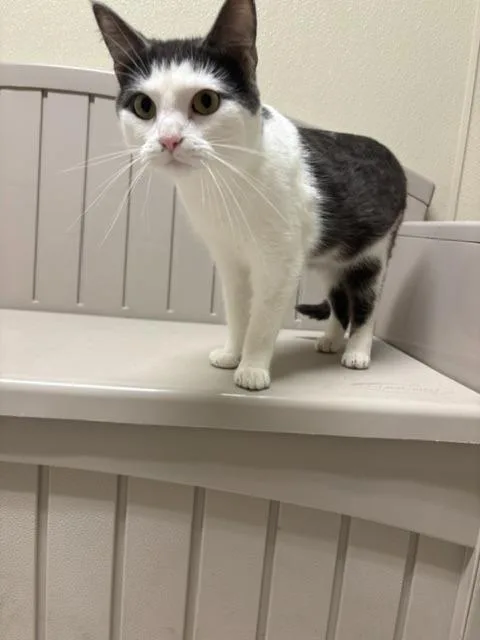A young medium-sized male Domestic Short Hair cat named Louie for adoption in Sandusky, OH