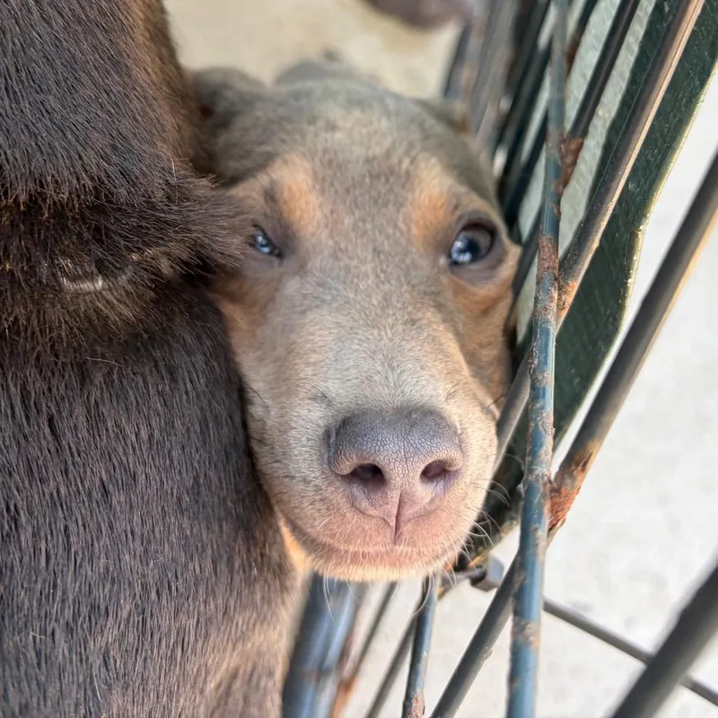 A baby small-sized male Brown / Chocolate Mixed Breed dog named Bingo for adoption in Lake Jackson, TX
