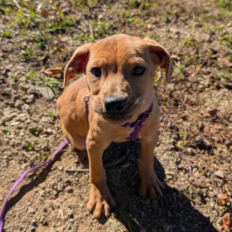 A baby medium-sized male Pit Bull Terrier dog named Ralph for adoption in Limestone, TN