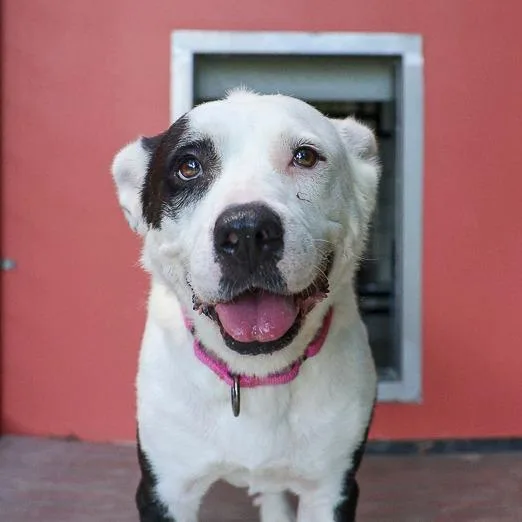 An adult medium-sized female White / Cream Mixed Breed dog named Page for adoption in Bradenton, FL