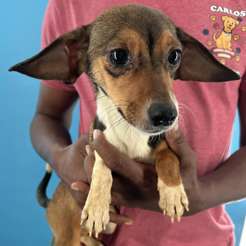 Pickles  Local October thumbnail 5