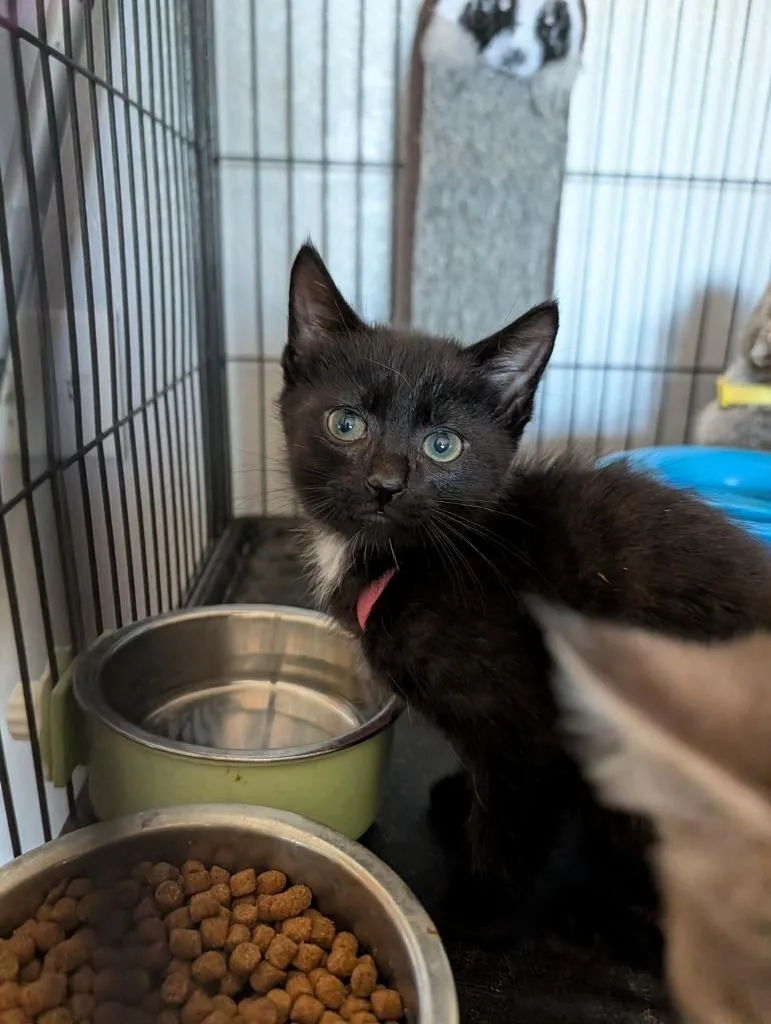A baby medium-sized male Domestic Short Hair cat named Mario for adoption in Minot, ND