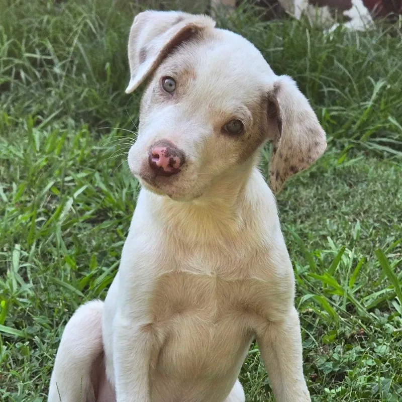 A baby small-sized male White / Cream Australian Shepherd dog named Cha Cha Slide for adoption in Conway, AR