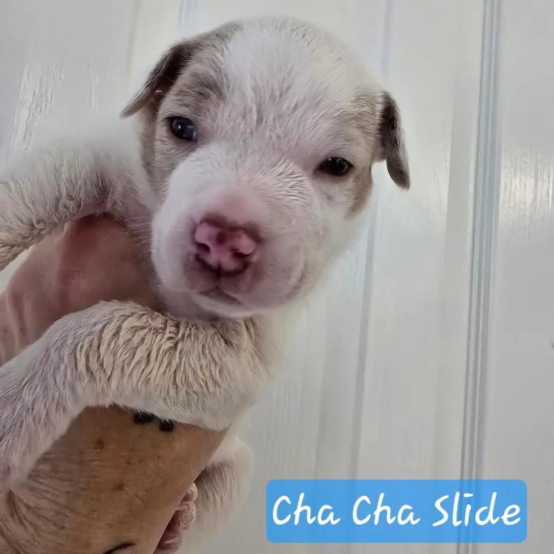 Cha Cha Slide thumbnail 3
