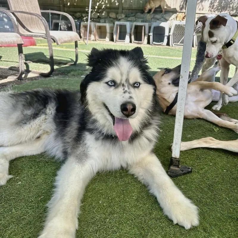 An adult large-sized male Tricolor (Brown, Black, & White) Husky dog named Freckles for adoption in Groveland, MA