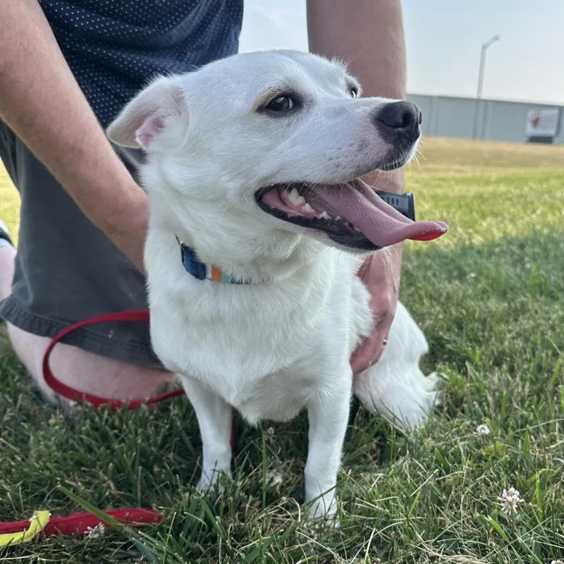 A young small-sized female Chihuahua dog named Luna for adoption in Portage, MI