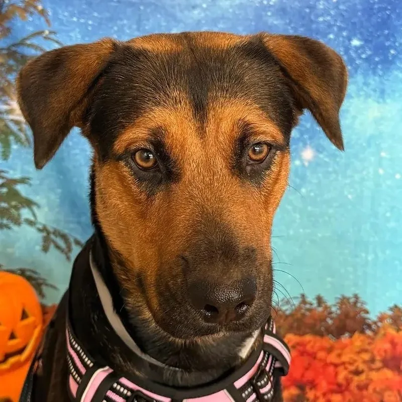 A young large-sized female Rottweiler dog named Bridget for adoption in Polk, OH