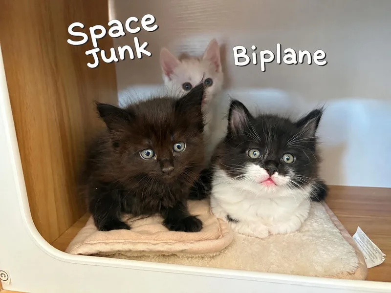 A baby medium-sized female Black Domestic Long Hair cat named Space Junk for adoption in Aurora, CO