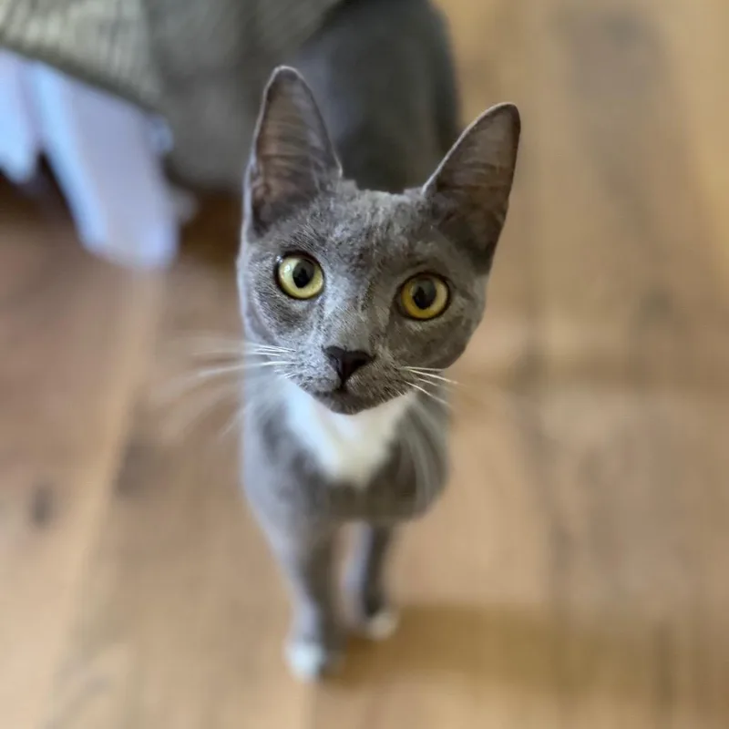 An adult medium-sized female Gray / Blue / Silver Domestic Short Hair cat named Feyre for adoption in Brownsboro, AL