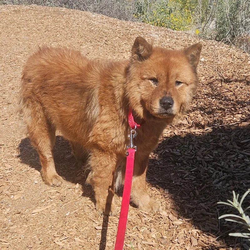 An adult medium-sized female Brown / Chocolate Chow Chow dog named Sable for adoption in Palm Springs, CA