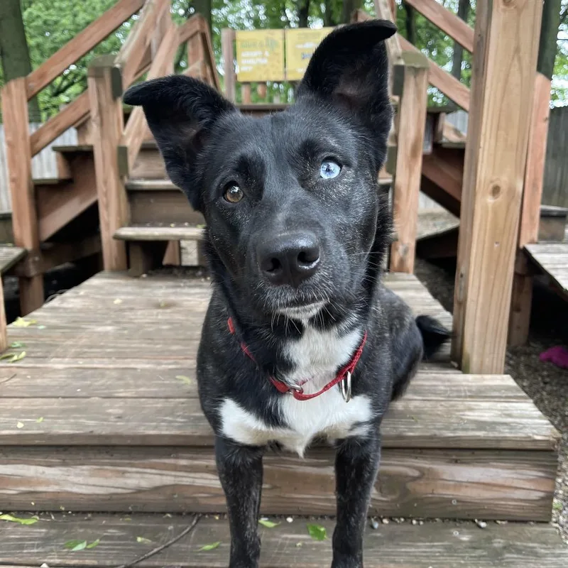 An adult medium-sized female Black Husky dog named Stella for adoption in Kansas City, MO