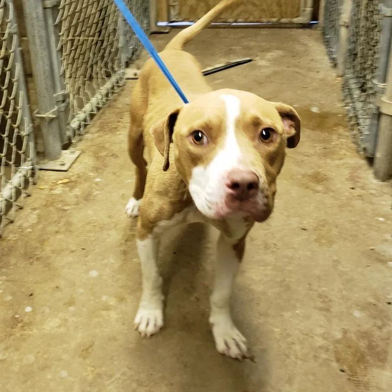 A senior medium-sized male Yellow / Tan / Blond / Fawn Pit Bull Terrier dog named Woody for adoption in Austin, TX