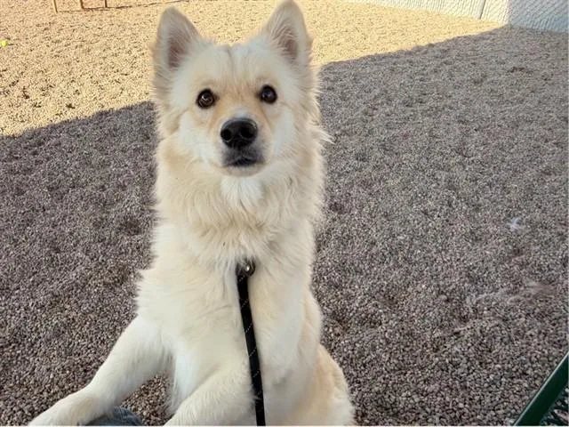 A young small-sized male American Eskimo Dog dog named Monty for adoption in Mesa, AZ