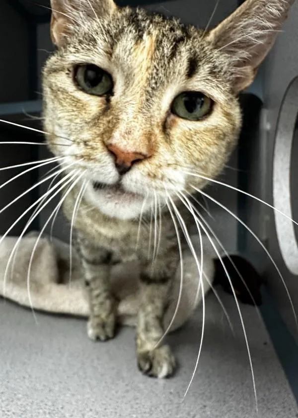 A senior medium-sized female Domestic Short Hair cat named Vava for adoption in Skillman, NJ