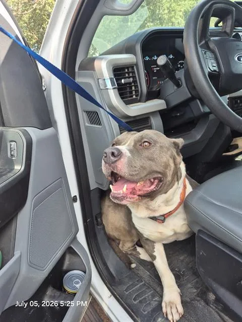 An adult large-sized male American Staffordshire Terrier dog named Cong for adoption in San Antonio, TX
