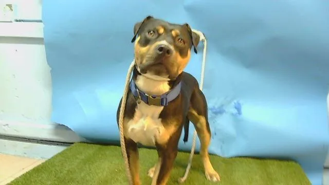 A young large-sized male Pit Bull Terrier dog named A for adoption in Gardena, CA