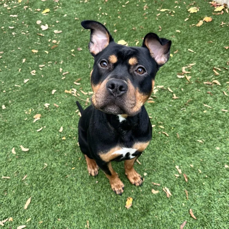 An adult medium-sized male Mixed Breed dog named Bert for adoption in Berlin, NJ