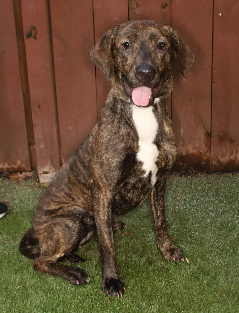 A young medium-sized female Mountain Cur dog named Jolene for adoption in Oakland Park, FL