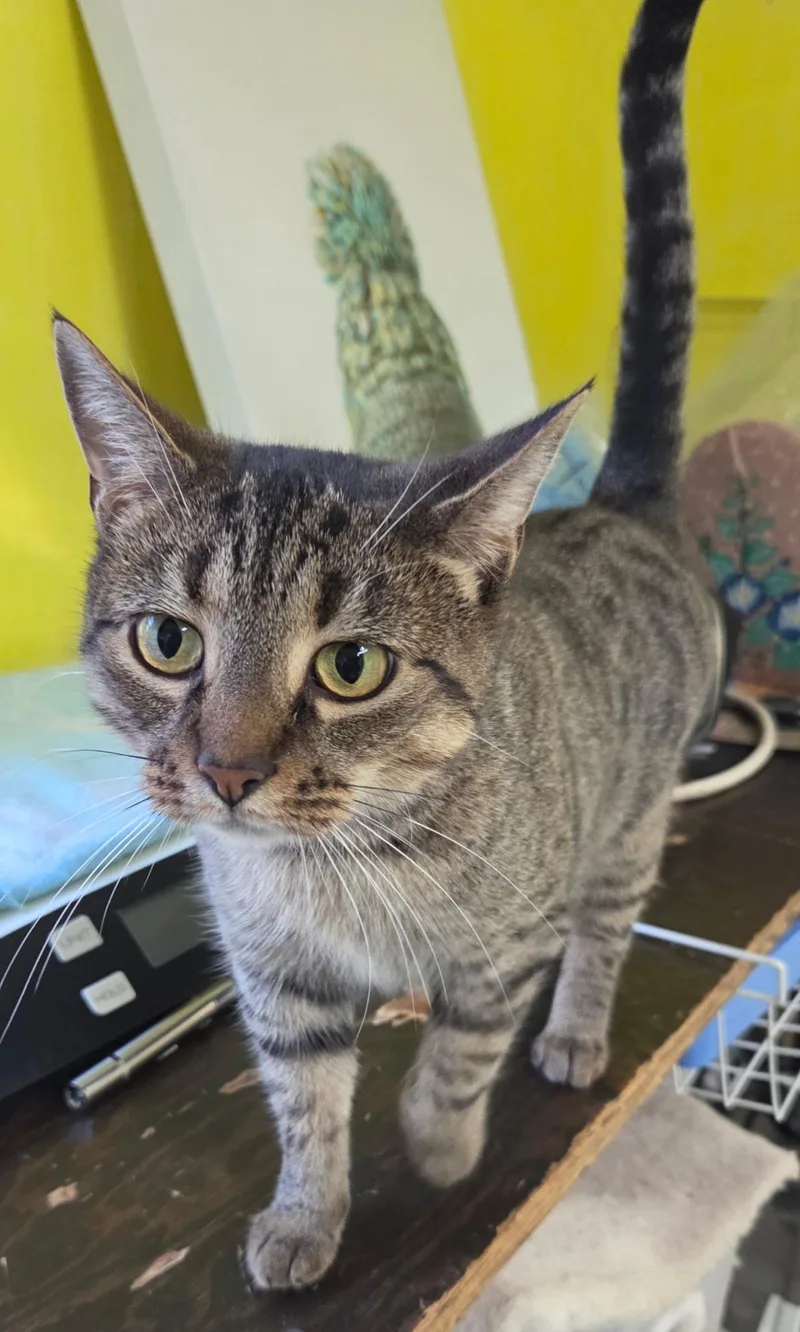 Foxy Shewman thumbnail 2