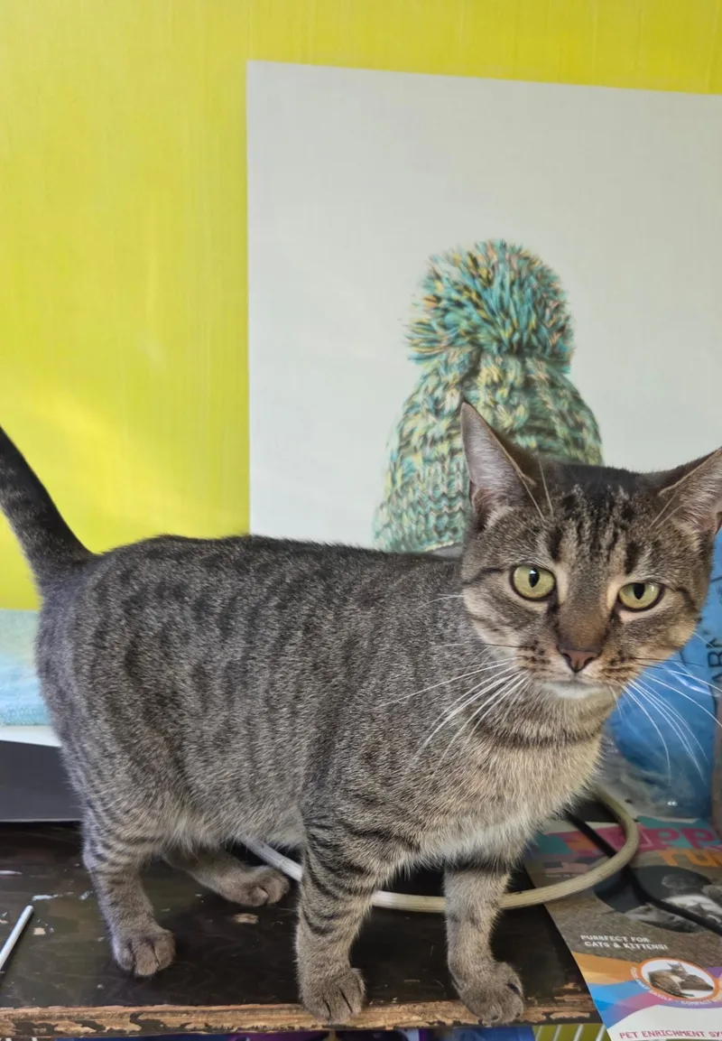 Foxy Shewman thumbnail 4