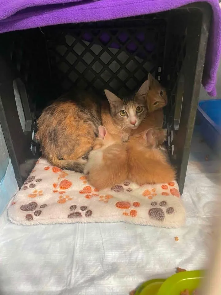 A baby medium-sized male Domestic Short Hair cat named Tucker for adoption in Lewisville, TX