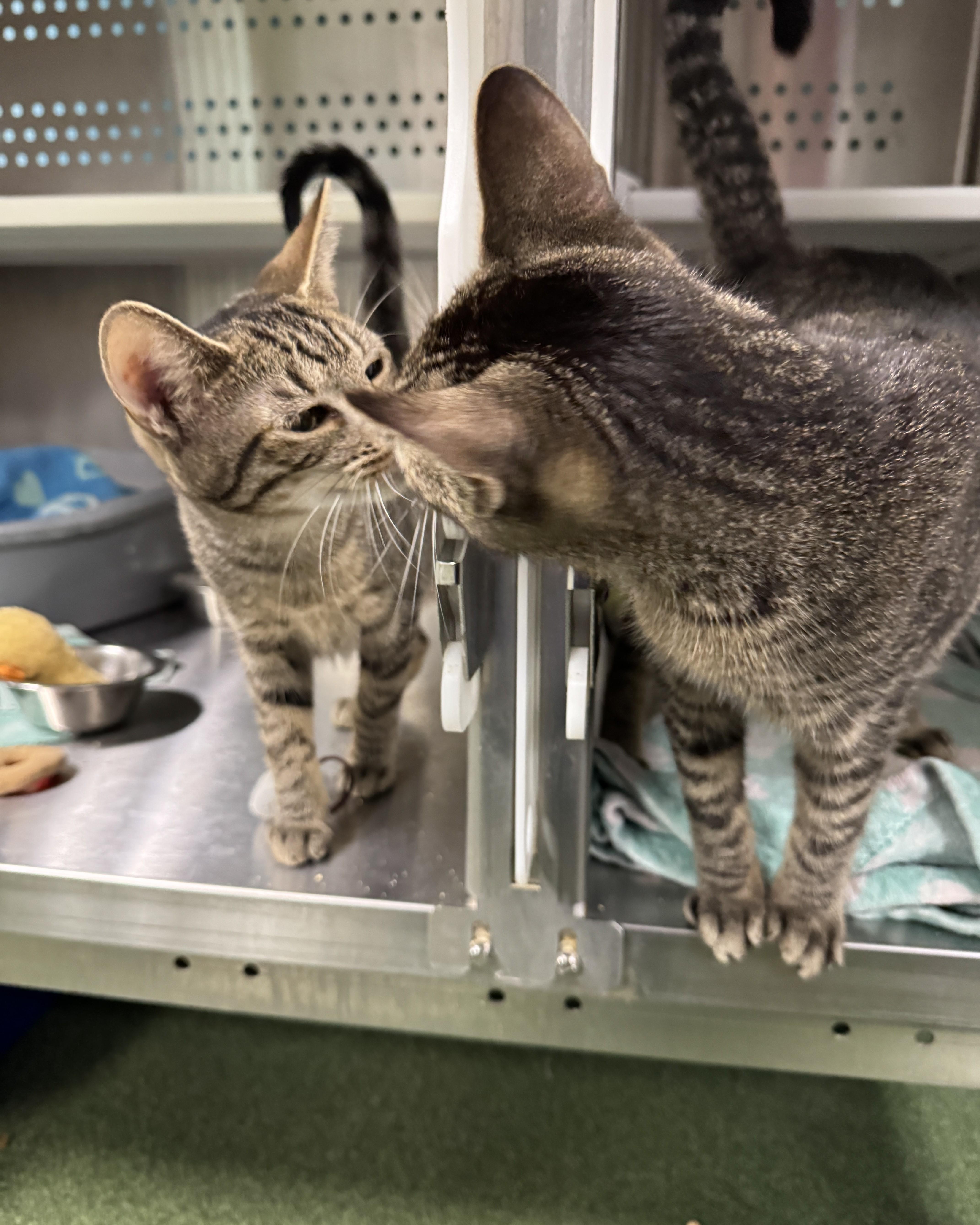 A young medium-sized female Tabby (Brown / Chocolate) Domestic Short Hair cat named Phoenix & Pixie for adoption in Seneca, PA