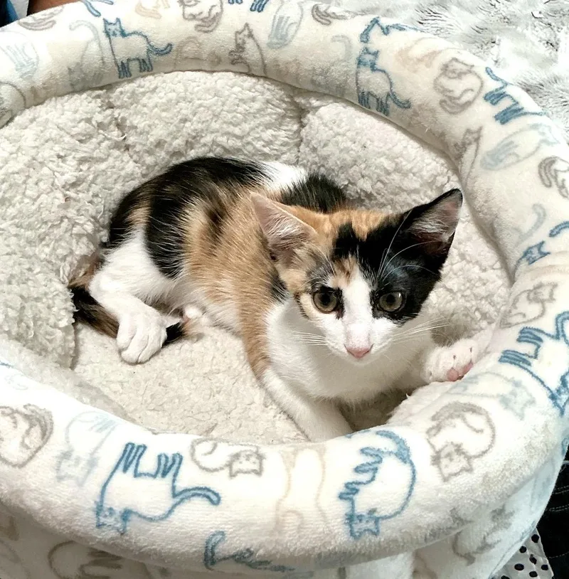 A baby medium-sized female Calico Oriental Short Hair cat named Peaches for adoption in Mission Viejo, CA