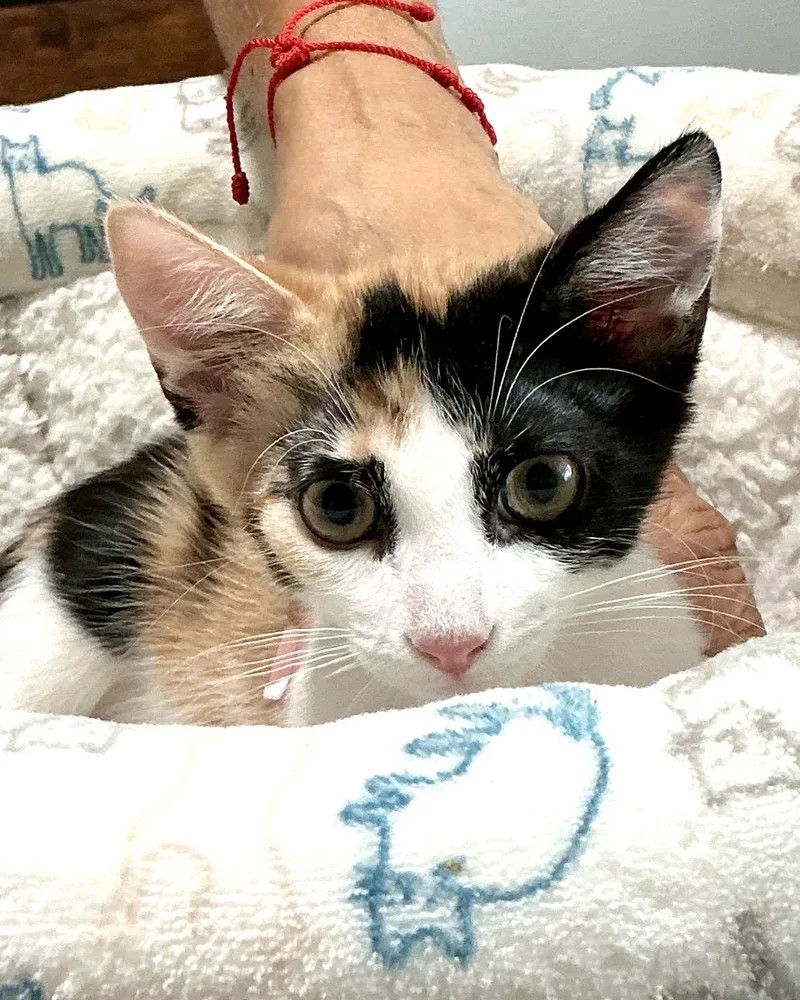 Peaches thumbnail 3