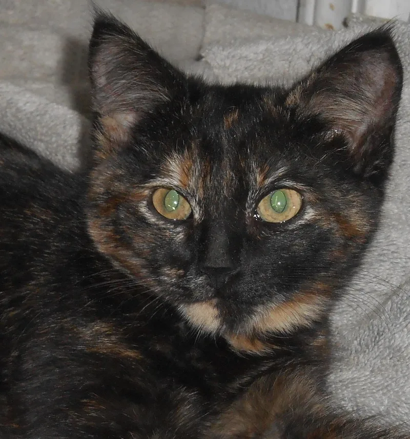 A baby medium-sized male Tabby (Orange / Red) Tabby cat named Olli & Papi  for adoption in North Highlands, CA