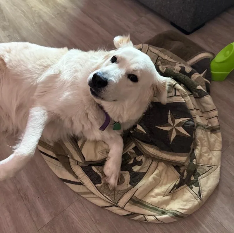 An adult large-sized female White / Cream Great Pyrenees dog named Sissy for adoption in canyon lake, TX