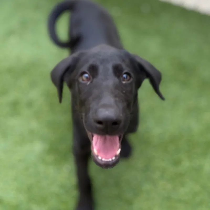 A baby small-sized male Black Mixed Breed dog named Chewie for adoption in Bedford, NH