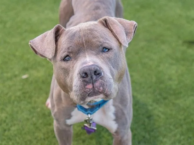 An adult large-sized female Pit Bull Terrier dog named Nora for adoption in Martinez, CA