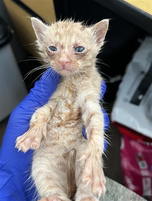 A baby medium-sized male Domestic Medium Hair cat named Oryan for adoption in Dallas, TX