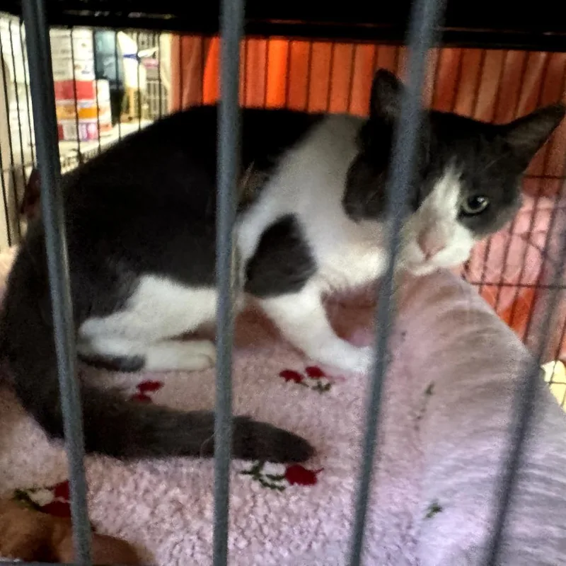 A young small-sized male Gray / Blue / Silver Domestic Short Hair cat named Tebow for adoption in Abingdon, MD