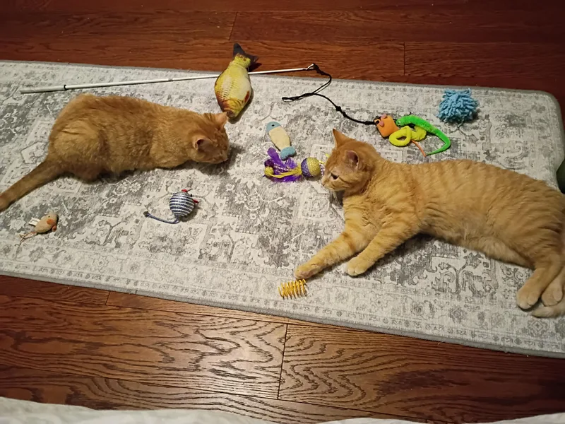 A young medium-sized male Tabby (Orange / Red) Domestic Short Hair cat named Bert & Ernie for adoption in Karns City, PA
