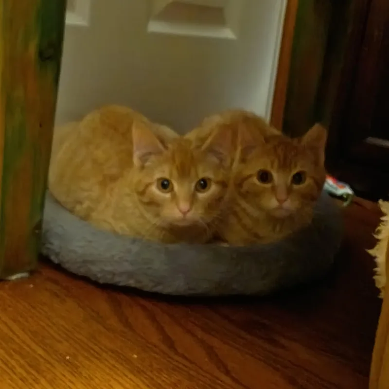Bert & Ernie thumbnail 5