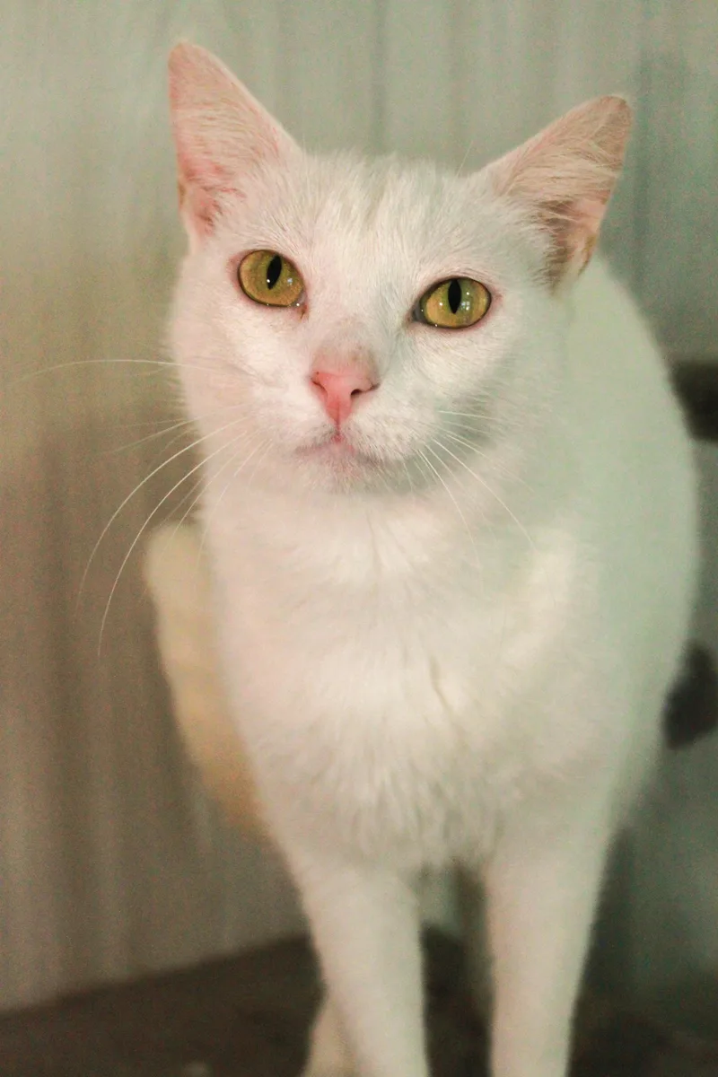 An adult large-sized male White Domestic Short Hair cat named Dudley for adoption in Ona, WV