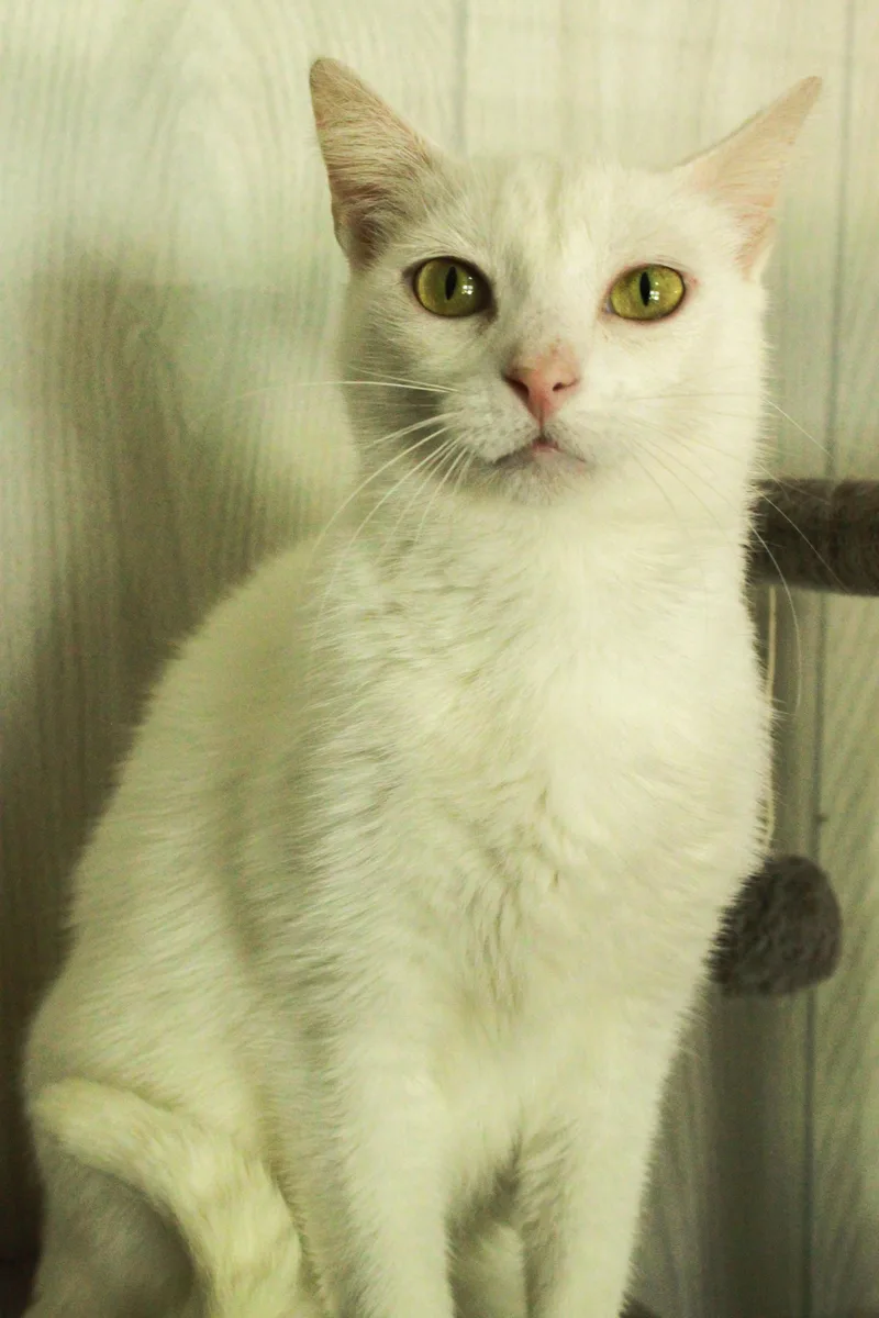 Dudley thumbnail 2