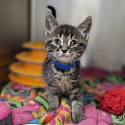 A baby small-sized male Domestic Short Hair cat named Blinky for adoption in Westland, MI