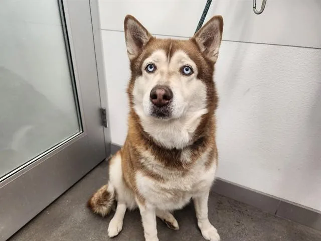 An adult large-sized female Siberian Husky dog named Ruby for adoption in Phoenix, AZ