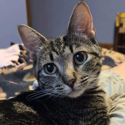 A young medium-sized female Tabby (Brown / Chocolate) Domestic Short Hair cat named Mia for adoption in Lansing, MI