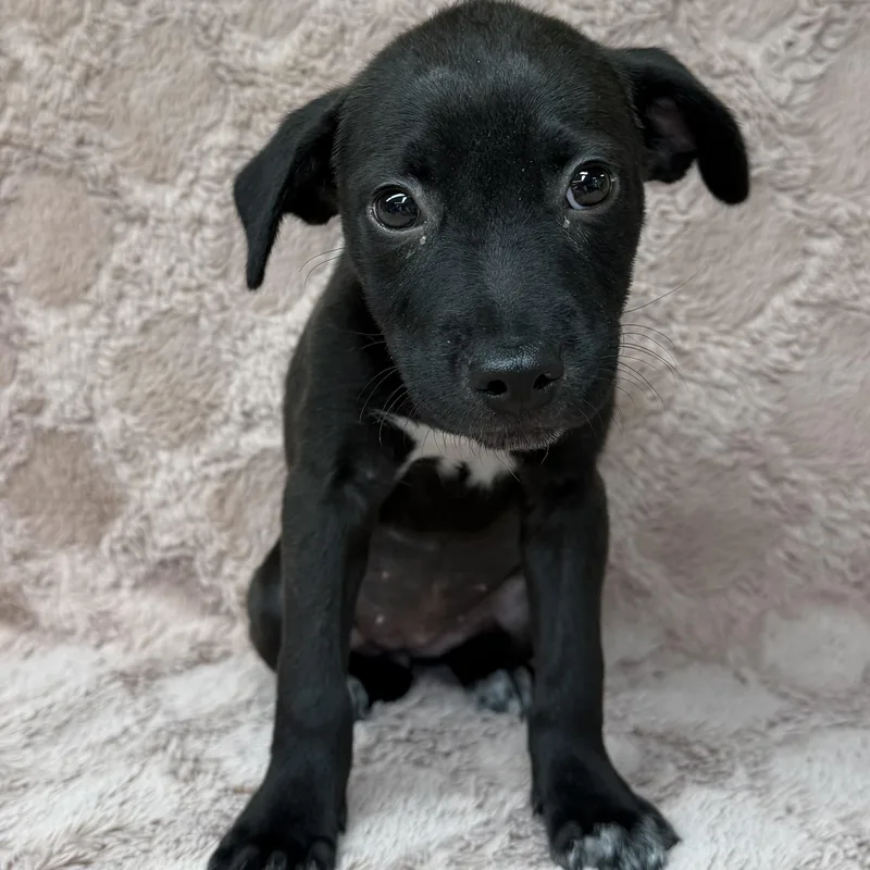 A baby medium-sized female Black Mixed Breed dog named Ambar for adoption in Boca Raton, FL